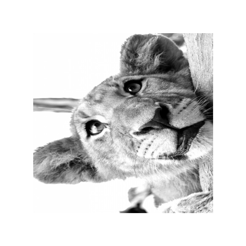 Πίνακας σε καμβά με Ζώα με λιονταράκι